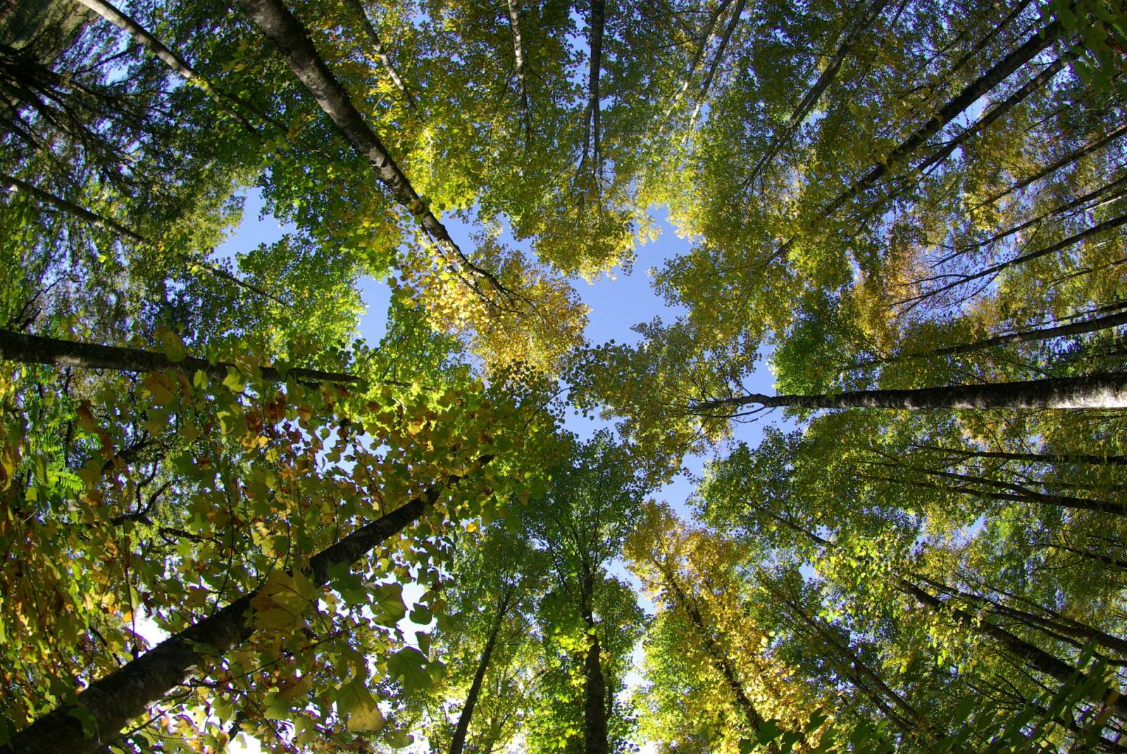 Enterrement pour devenir un arbre à Lyon ?