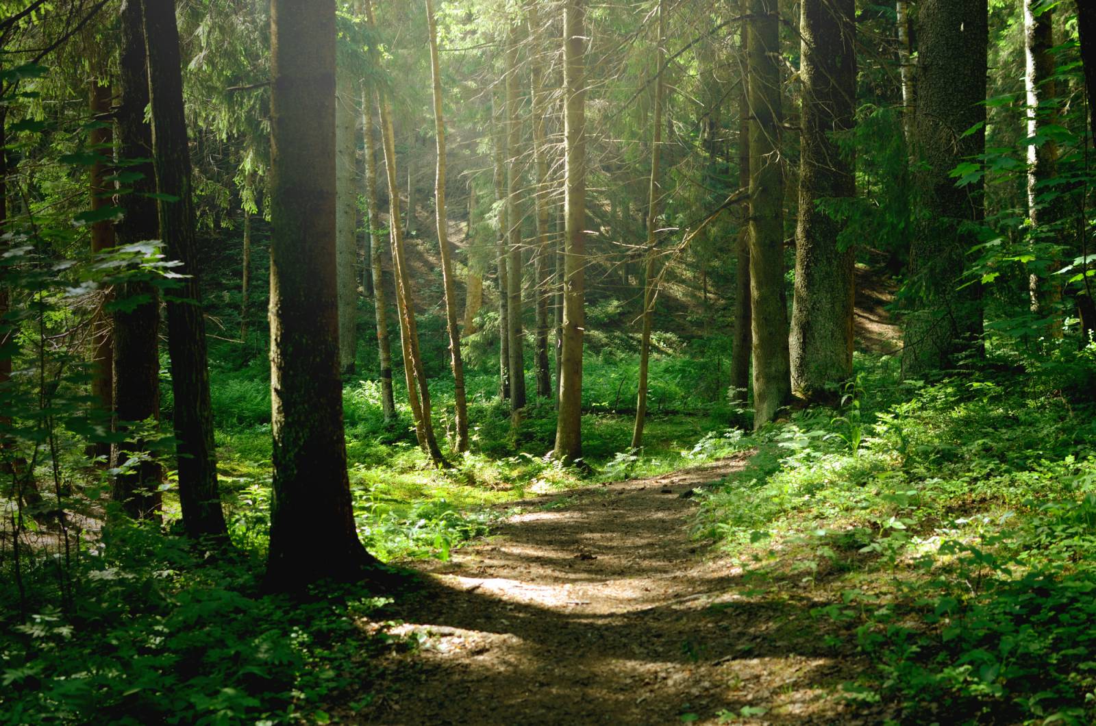 Inhumation pour faire pousser un arbre à Bron Reforestaction