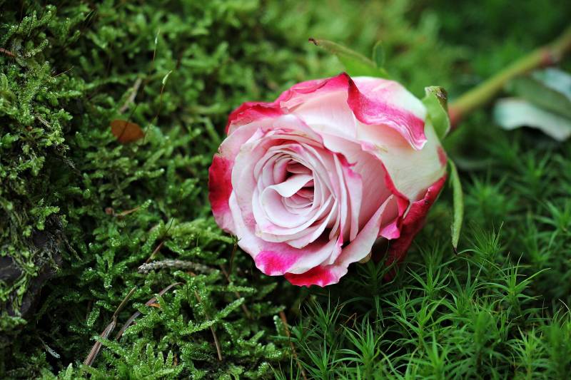 Fleurs naturelles pour une crémation à Lyon